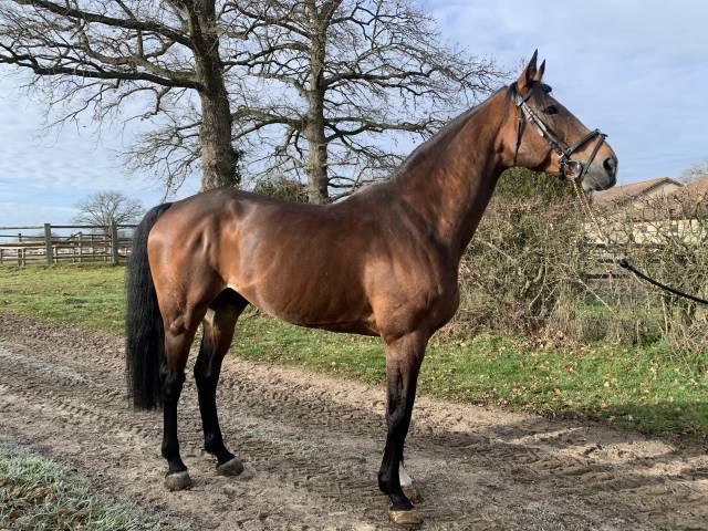 TEAM DU TEMPLE - Selle Fran&ccedil;ais 2007 by FOR PLEASURE