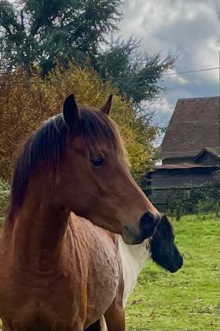 Entire French Saddle Pony For sale 2023 Bay