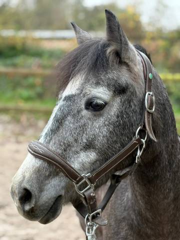 Mare French Saddle Pony For sale 2021 Grey
