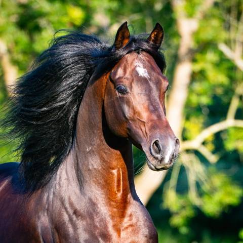 Eminem Mandorlati  - Arabian 2013 by Gai El Jullyen