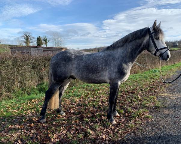 GALION DE MINUIT - Connemara 2016 by GRANIT'BOY PONDI