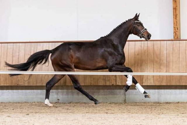 Mare Oldenburg For sale 2019 Bay