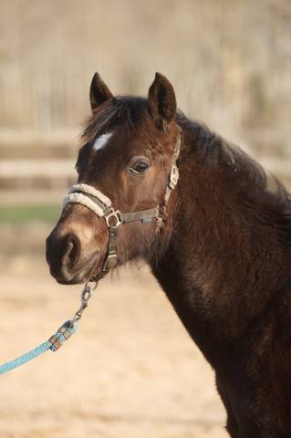 Gelding New Forest For sale 2025 Buckskin