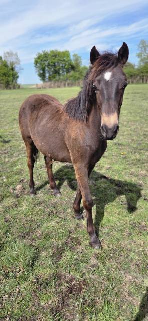 Gelding New Forest For sale 2025 Buckskin