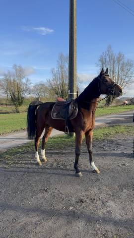 Gelding Other Horse Breed For sale 2022 Bay