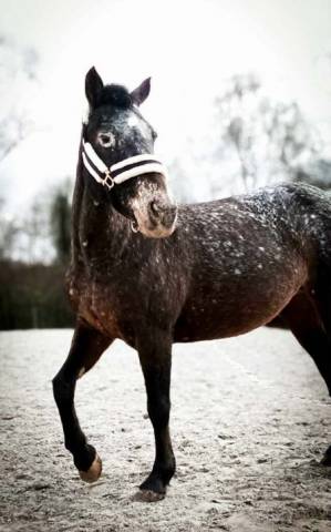 Mare No Origin Recorded For sale 2007 Other color
