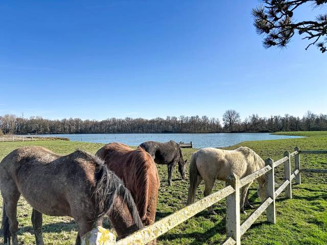 Luxurious equestrian property  Ain