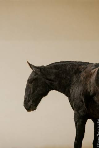 Filly Lusitano For sale 2025 Grey