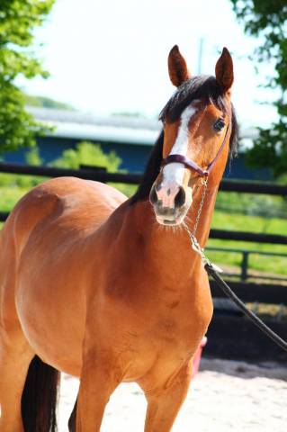 Mare Origin Recorded For sale 2024 Bay