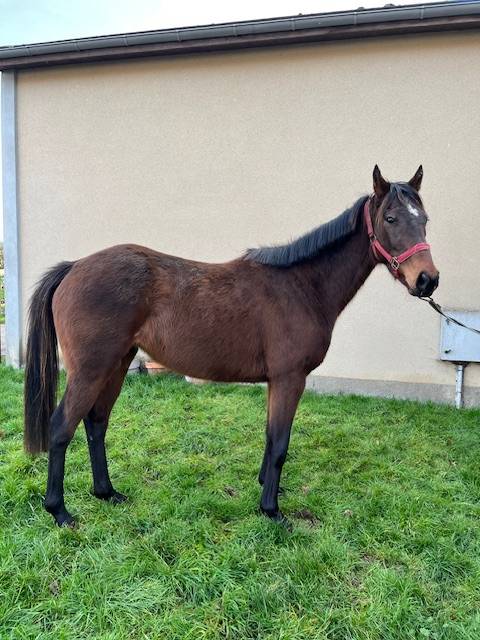 Filly Thoroughbred For sale 2020 Bay