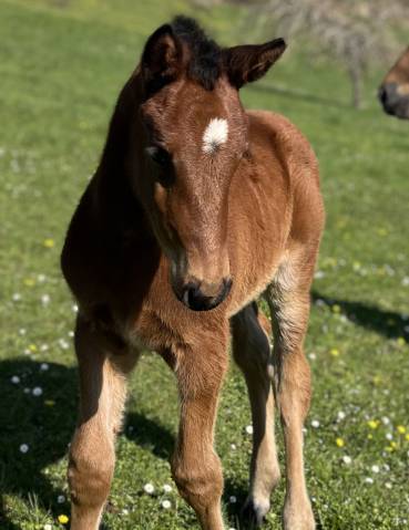 Colt Selle Fran&ccedil;ais For sale 2026 Bay