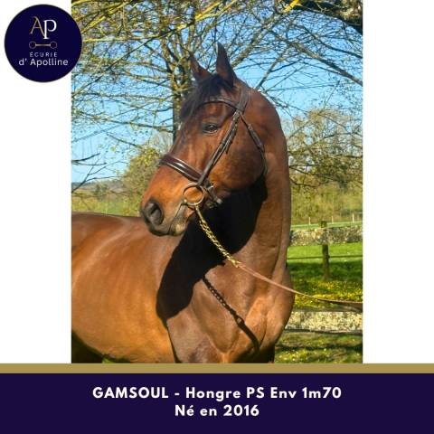 Gelding Thoroughbred For sale 2016 Bay