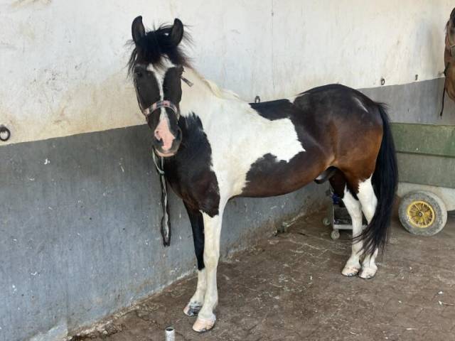 Gelding No Origin Recorded For sale 2018 Coloured