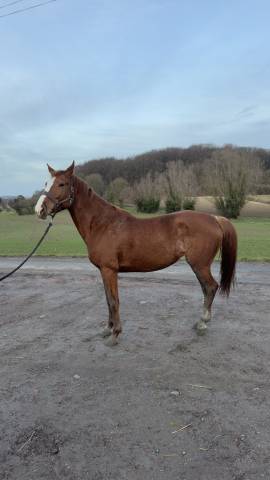 Stallion KWPN Dutch Warmblood For sale 2023 Chesnut