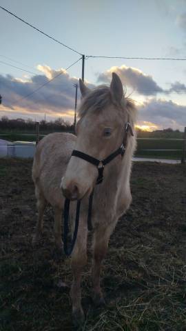 Colt Origin Recorded For sale 2025 Other color