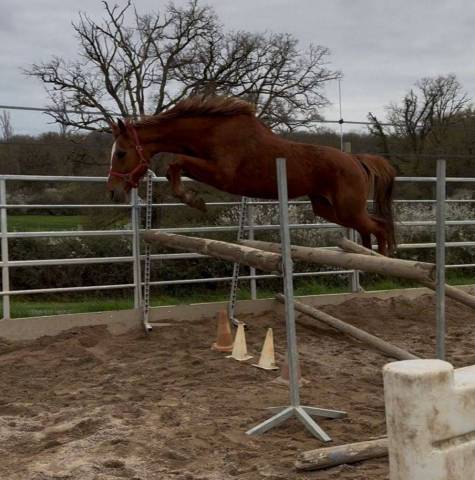 Mare Selle Fran&ccedil;ais For sale 2020 Chesnut