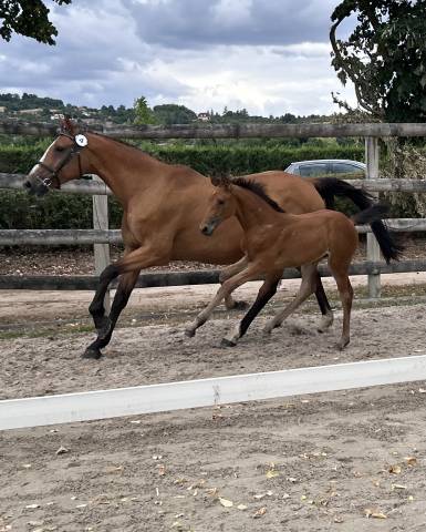 Mare Selle Fran&ccedil;ais For sale 2010 Bay