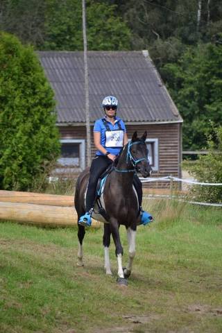 Gelding Arabian Half Blood For sale 2017 Tobiano