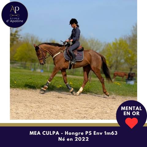 Gelding Thoroughbred For sale 2022 Bay