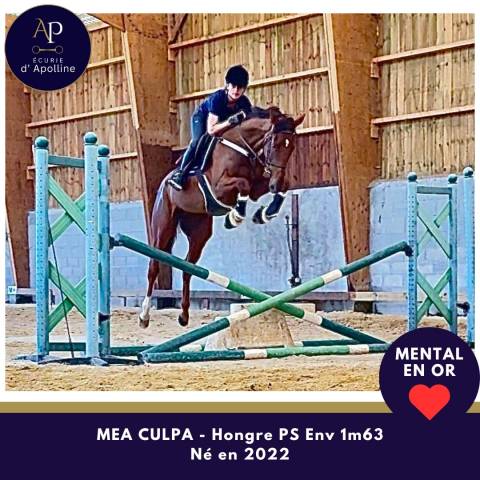 Gelding Thoroughbred For sale 2022 Bay