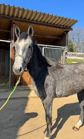 Gelding Origin Recorded For sale 2023 Grey