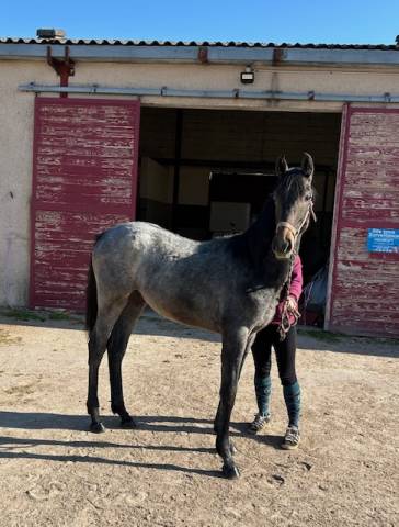 Colt Origin Recorded For sale 2025 Grey