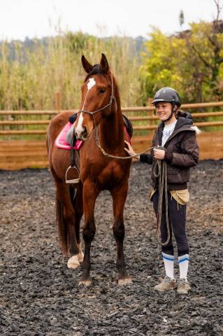 Gelding Selle Fran&ccedil;ais For sale 2023 Bay