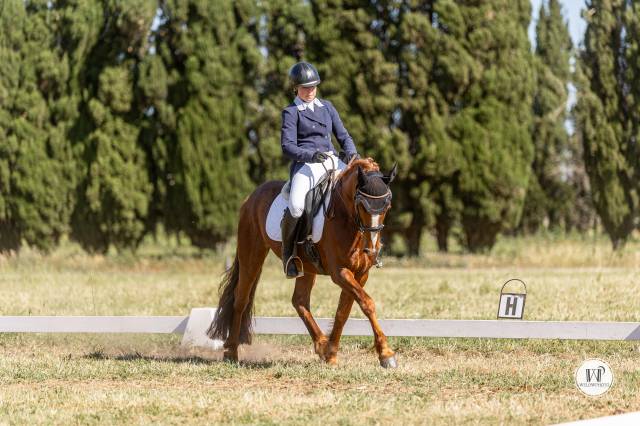Gelding Connemara For sale 2021 Chesnut