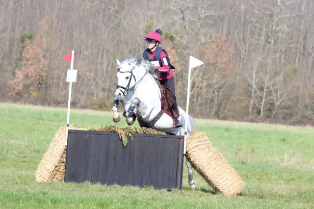 Stallion New Forest For sale 2019 Grey