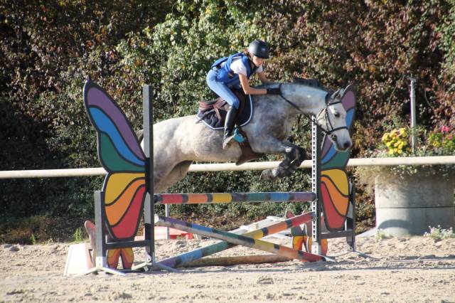Mare French Saddle Pony For sale 2015 Grey