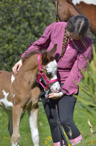 Filly Arabian Thoroughbred For sale 2026 Other color