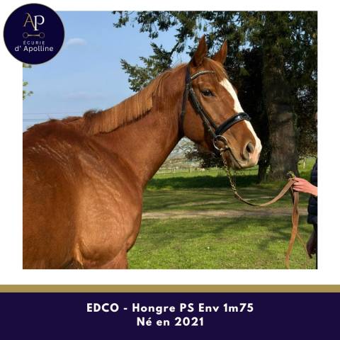 Gelding Thoroughbred For sale 2021 Chesnut