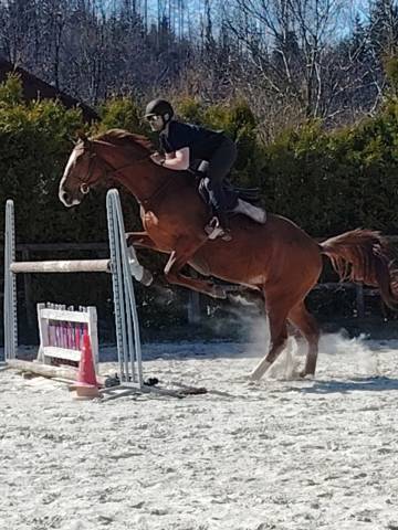 Gelding Selle Fran&ccedil;ais For sale 2016 Chesnut