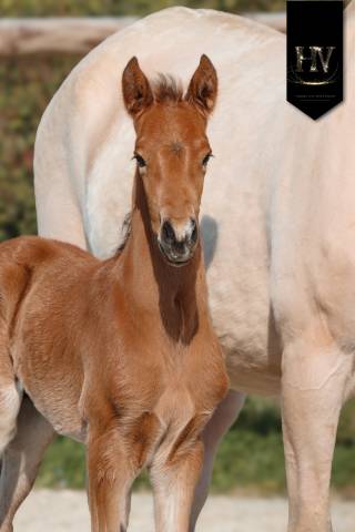 Colt Lusitano For sale 2026 Buckskin