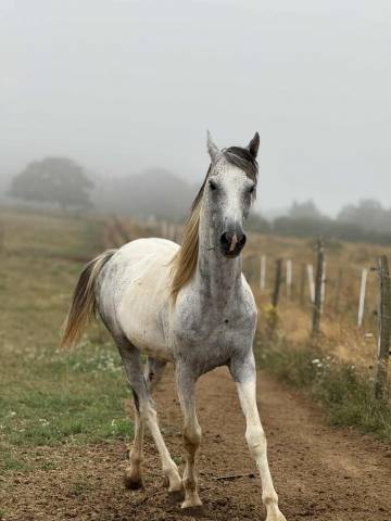 Stallion Origin Recorded For sale 2017 Coloured