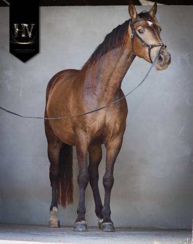 Mare AES Anglo European Studbook For sale 2020 Buckskin