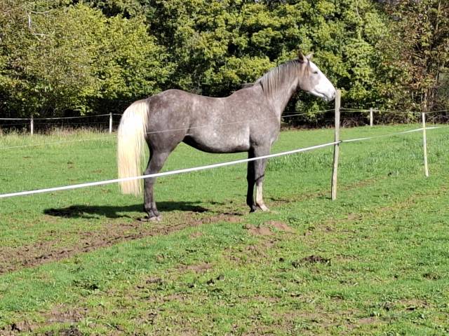 Gelding Saddle Horse For sale 2021 Grey