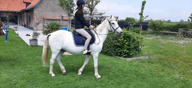 Gelding No Origin Recorded For sale 2000 Grey