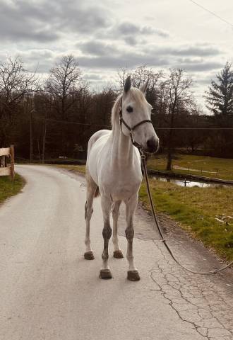 Gelding Other Horse Breed For sale 2019 Chesnut