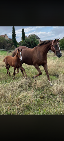 Mare Selle Fran&ccedil;ais For sale 2010 Liver chestnut