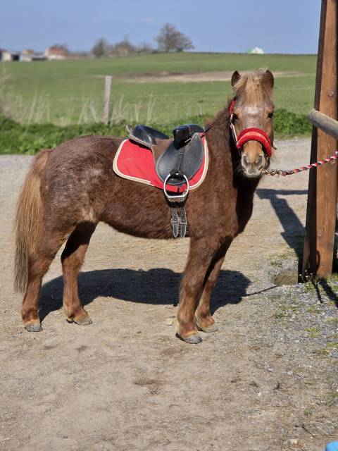 Mare No Origin Recorded For sale 2025 Chesnut