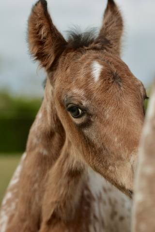 Colt Nez Perce For sale 2026 Appaloosa