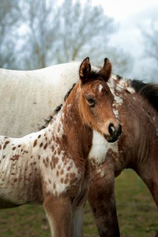 Colt Nez Perce For sale 2026 Appaloosa