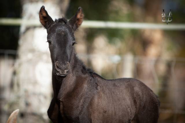 Filly PRE Pure Spanish Bred For sale 2026 Black