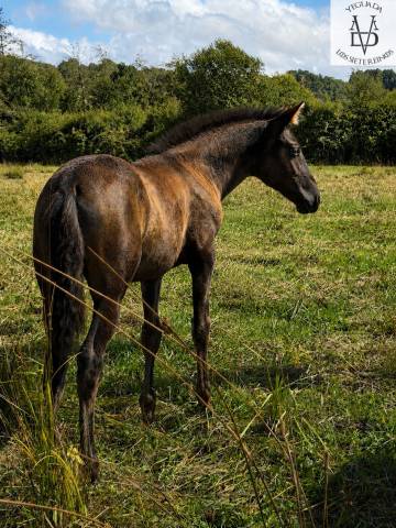 Filly PRE Pure Spanish Bred For sale 2026 Black