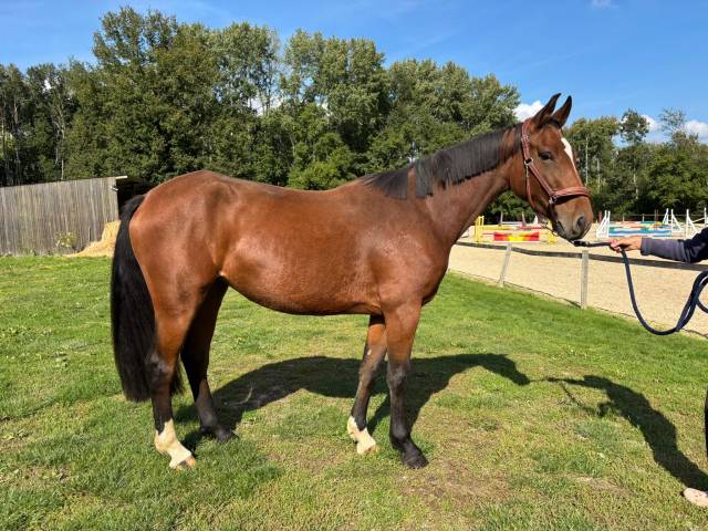 Mare Selle Fran&ccedil;ais For sale 2022 Bay