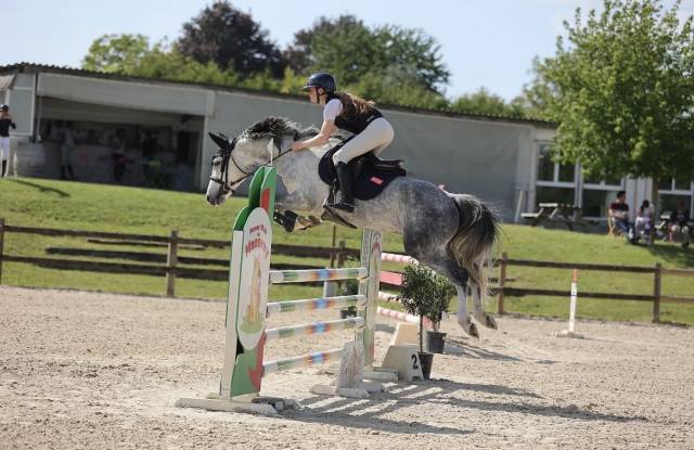 Gelding French Saddle Pony For sale 2020 Grey