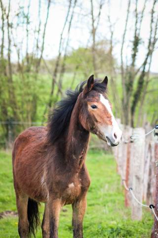 Filly Origin Recorded For sale 2025 Bay