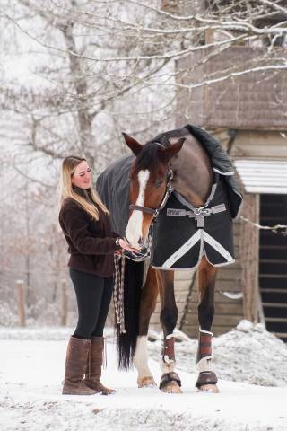 Gelding Selle Fran&ccedil;ais For sale 2018 Bay