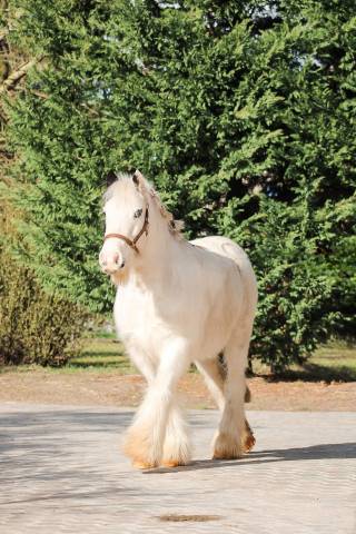 Gelding Other Pony Breed For sale 2018 Coloured